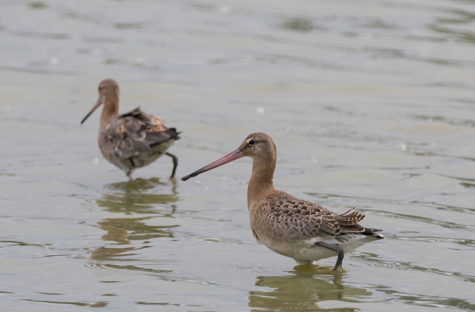 Black-tailed godwits & red kites