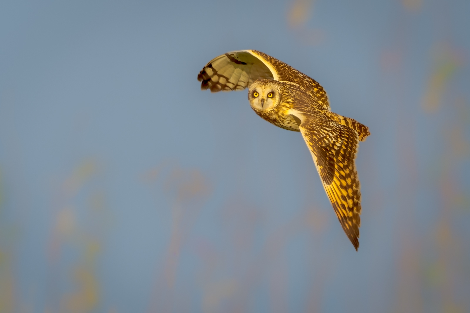 Welney sightings - 31/12/2024