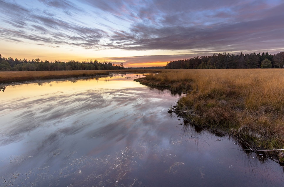 What did COP15 do for wetlands?