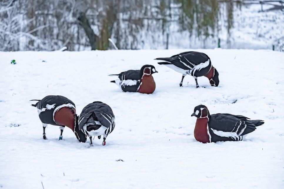 Winter photography hints and tips at Washington Wetland Centre