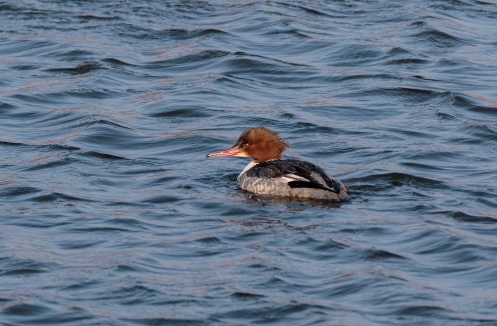 Goosander and Flocks of Winter Waders