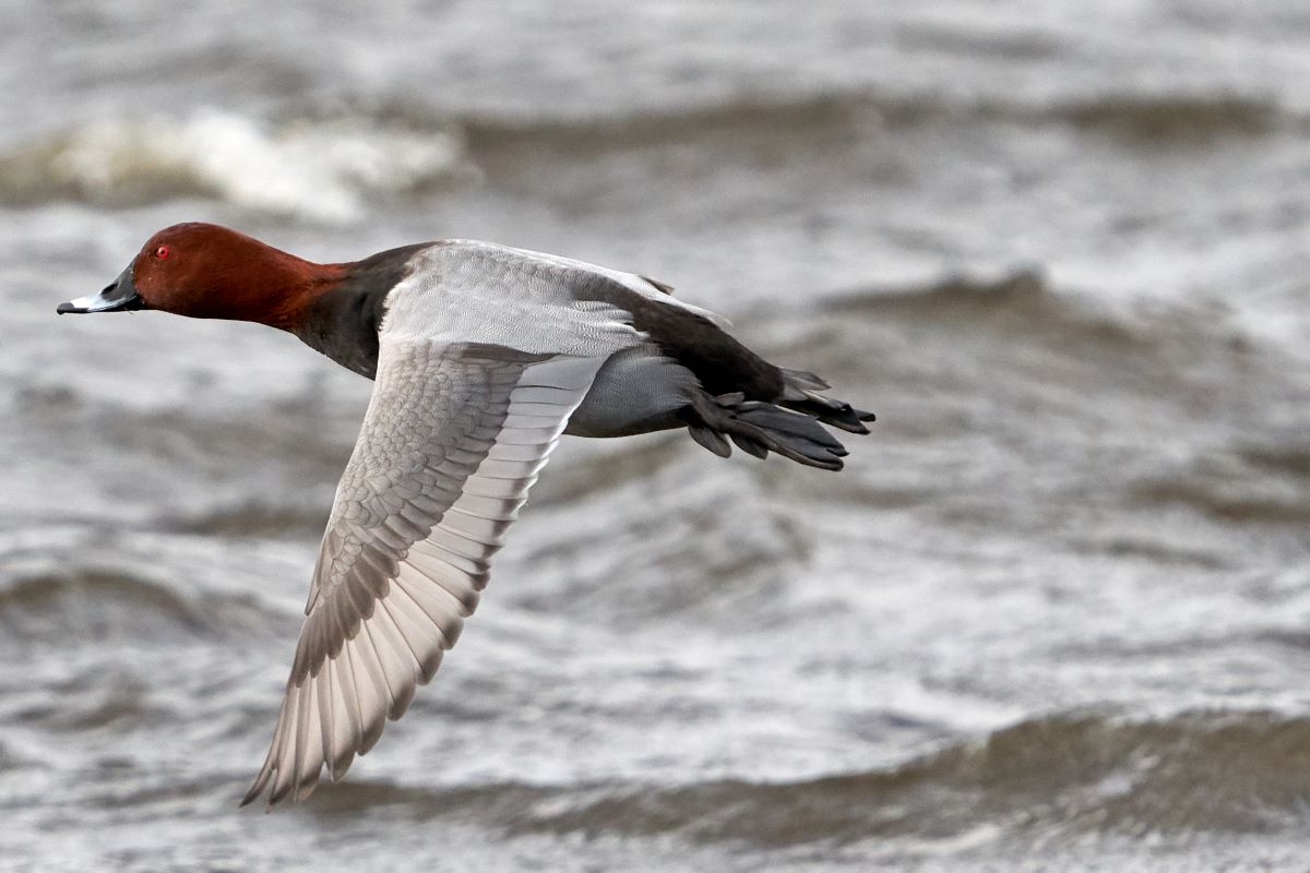 WE Pochard flying in Nov 2019 Kim Tarsey-scr.jpg