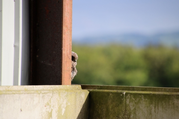 young kestrel.JPG