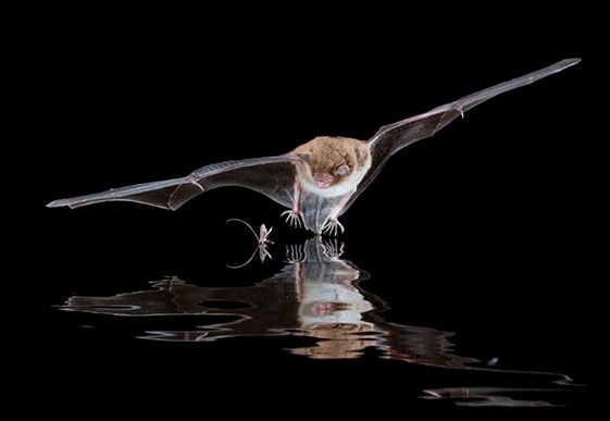 Junior Bat Walks