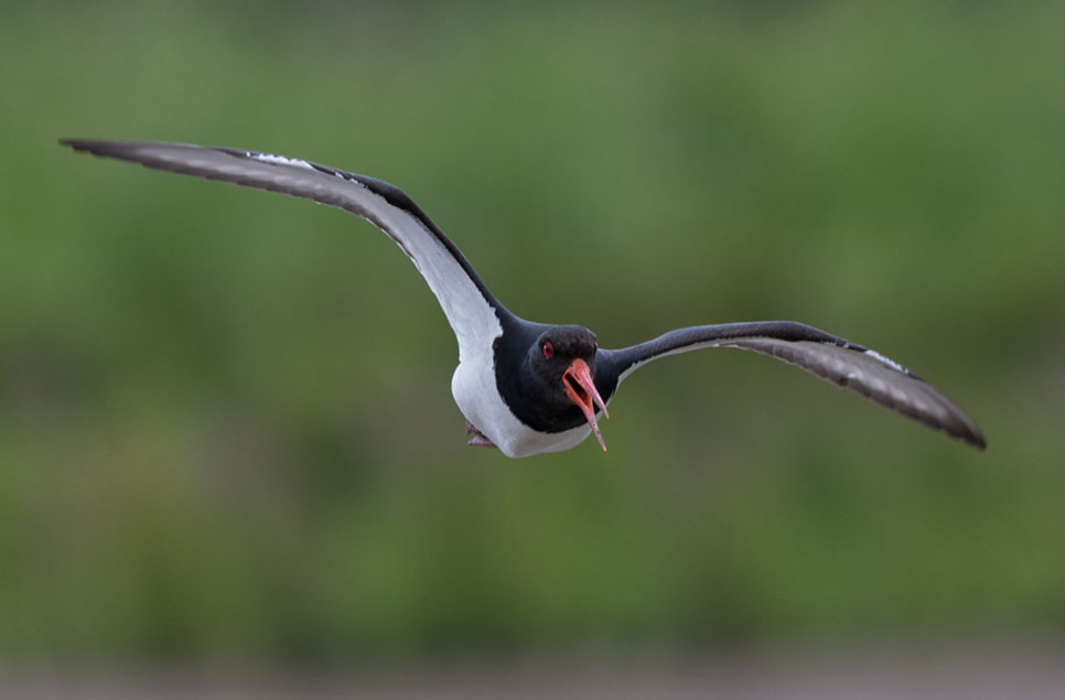 Wildlife Sightings for 27th June 2026