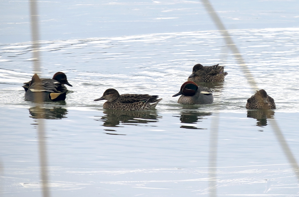 Displaying teal on the icy scrape