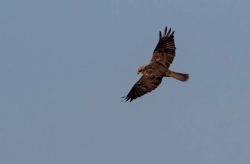 Marsh Harrier and Otters