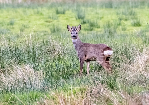 Roe Deer - credit Alex Hillier (5).jpg