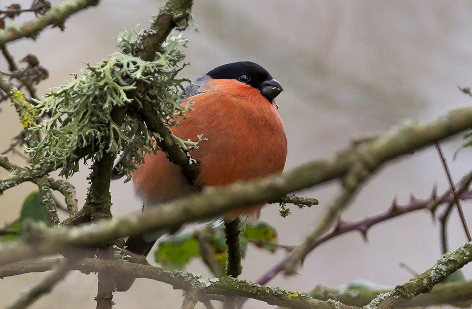 Bullfinches along Tranquil Trail