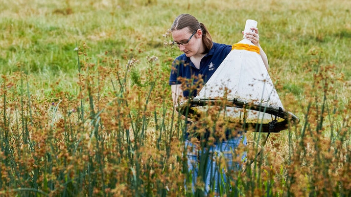Abi, volunteer placement, walking through a floodplain meadow with a piece of equipment