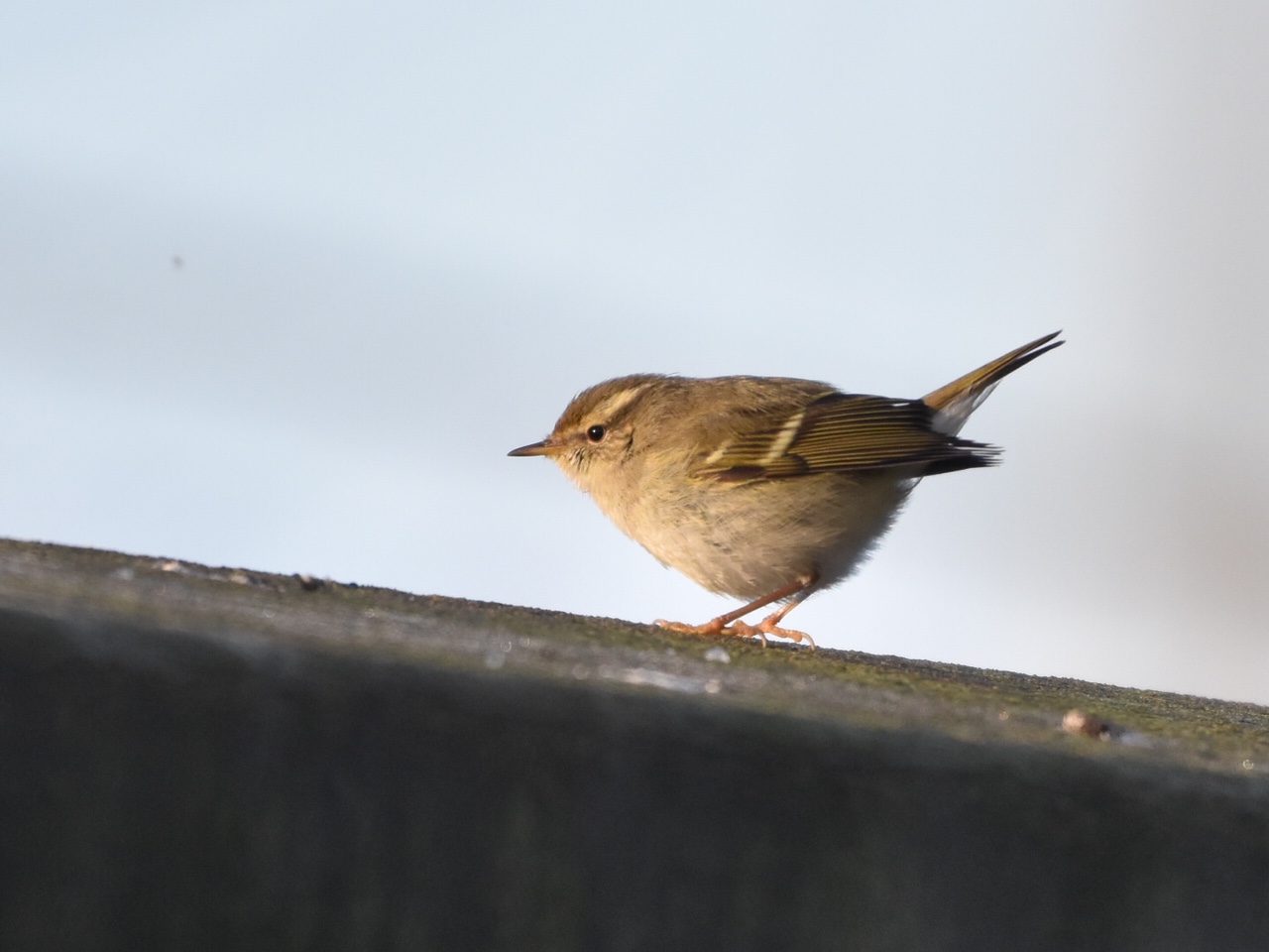 Latest Sightings