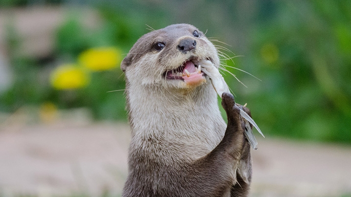 Asian short-clawed otter eating a fish