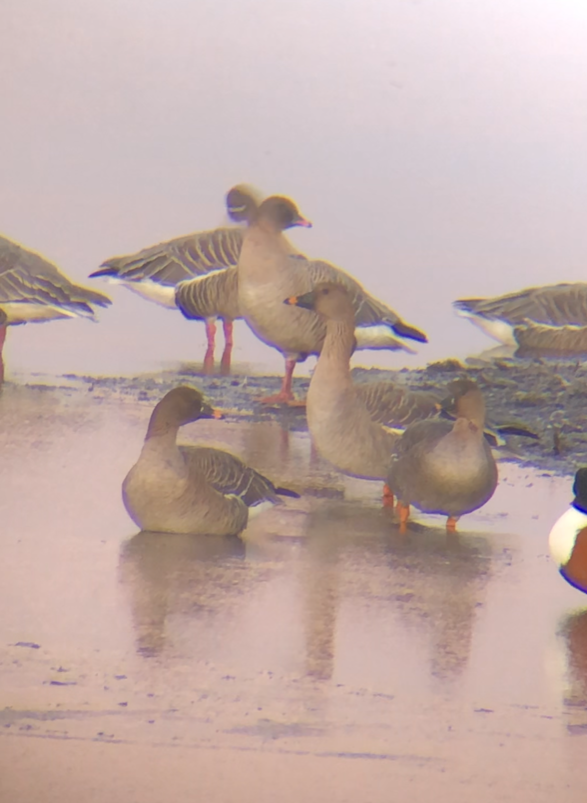 Latest Sightings