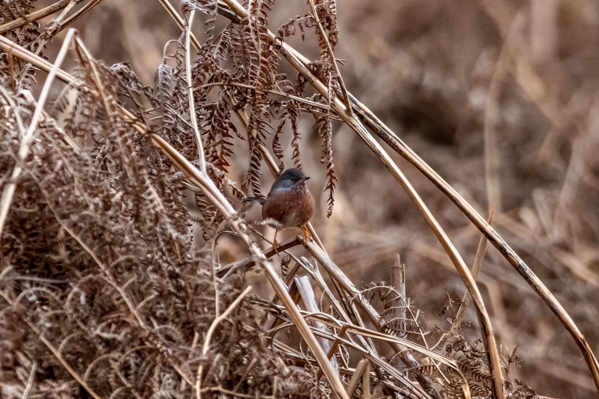 Wildlife sightings for 31st October 2026