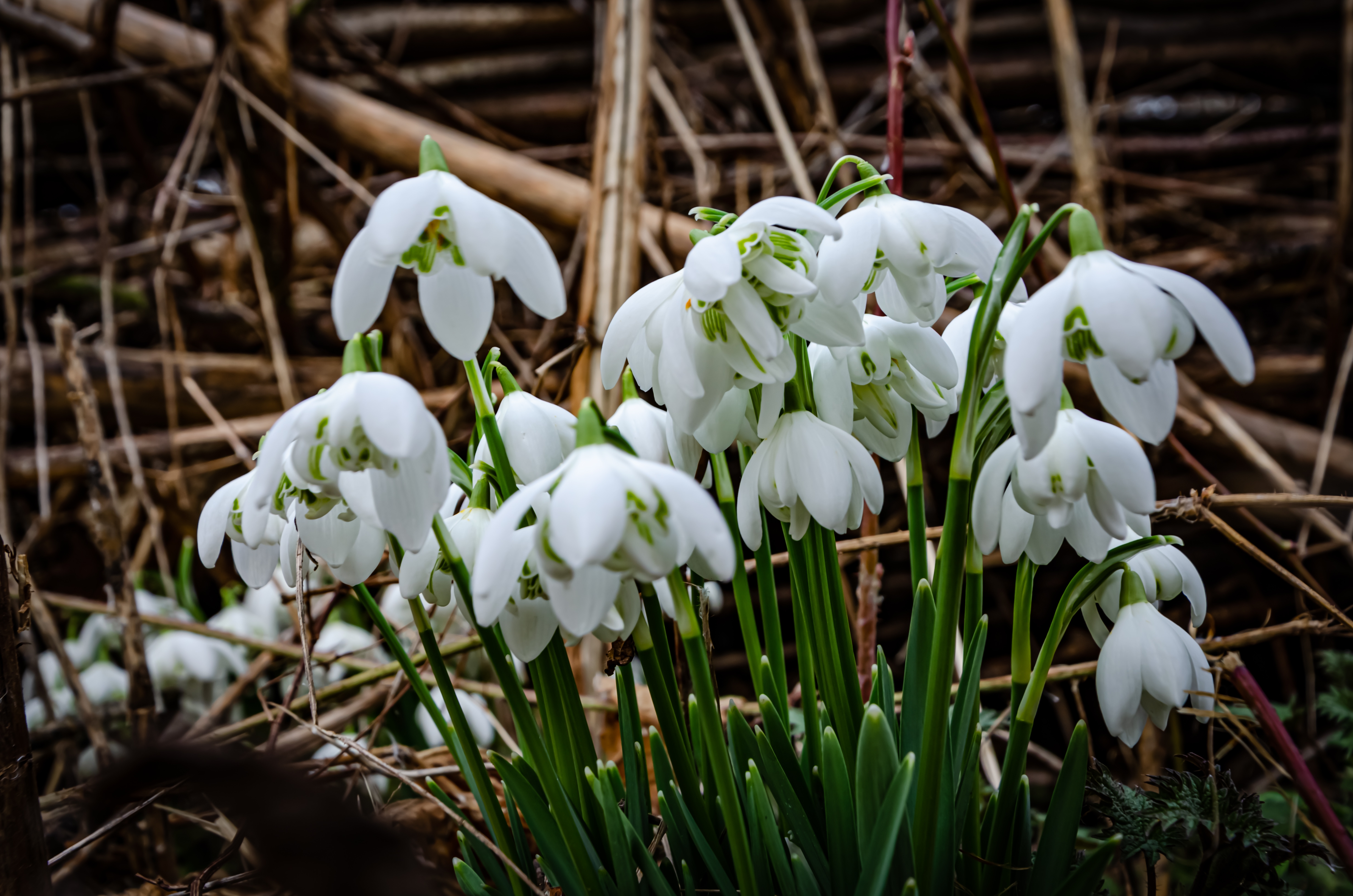 Wildlife Sightings 20/01/2026
