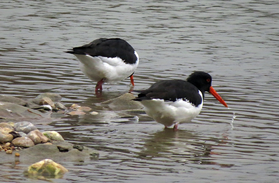 Oystercatchers return