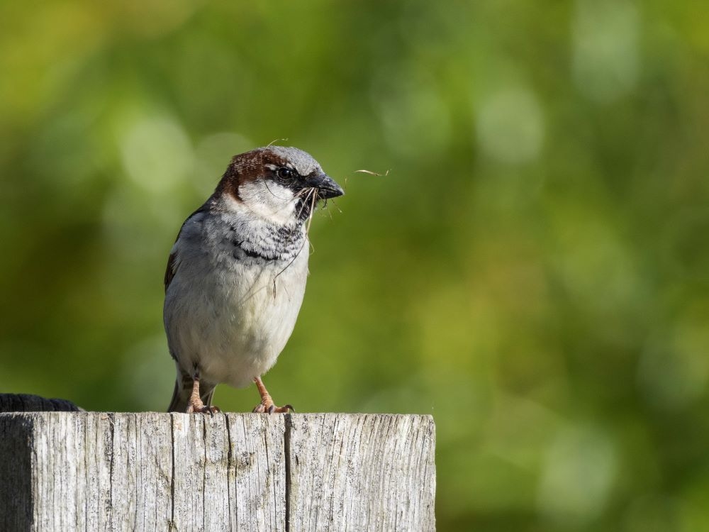 Welney sightings - 24/11/2025