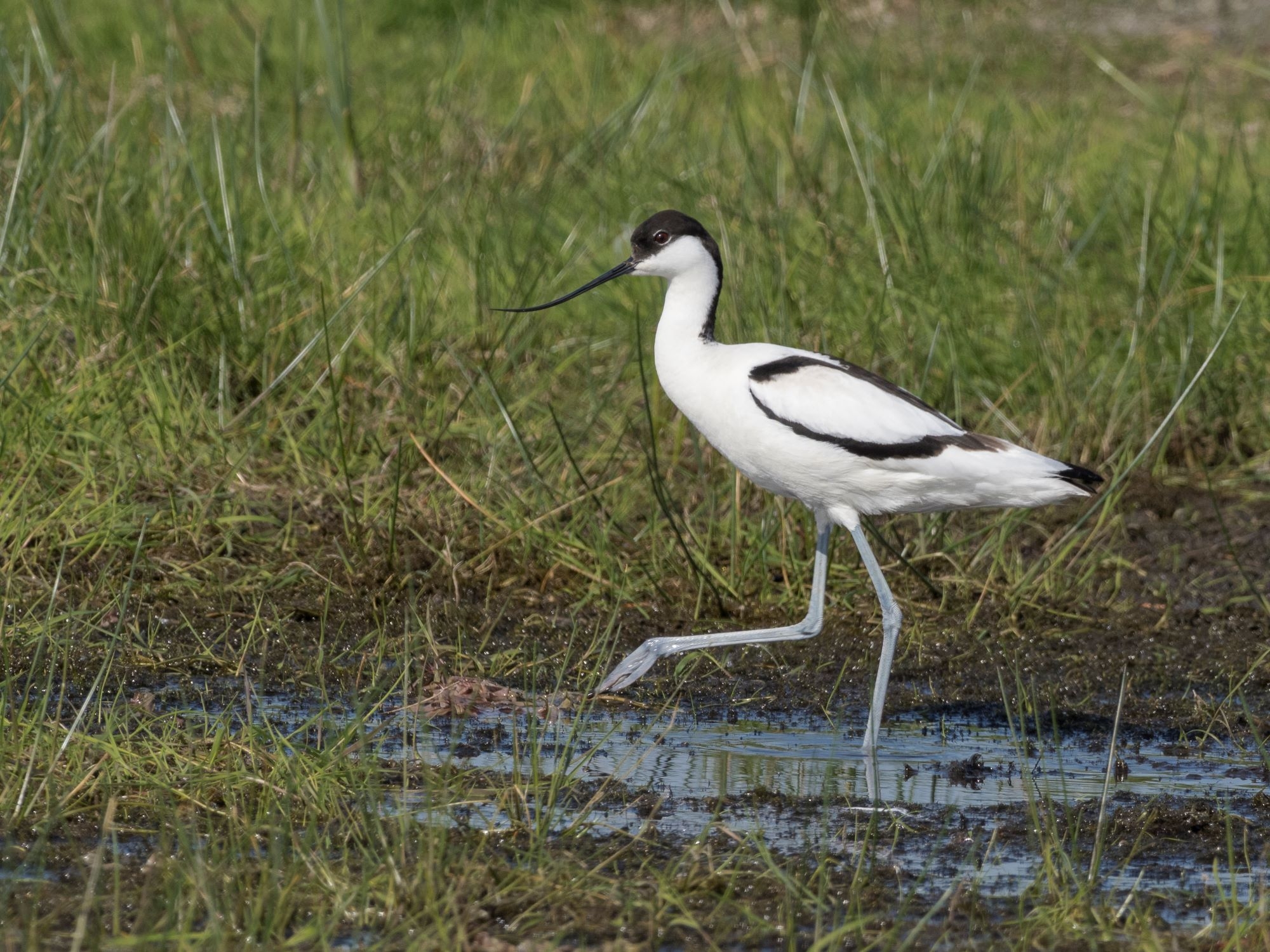 Welney sightings - 13/03/2026