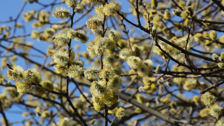 Pussy WIllow.png