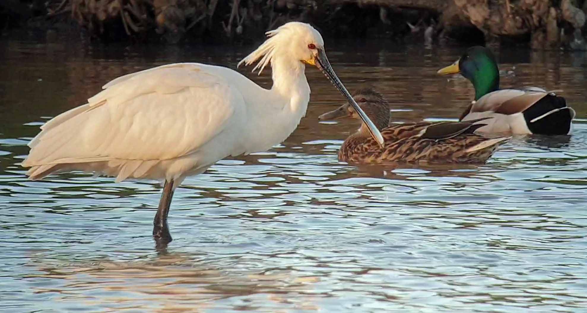 Catch the Tide Part Two- Spoonbill