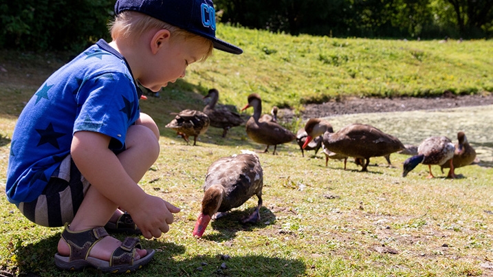 Child feeding red crested pochard