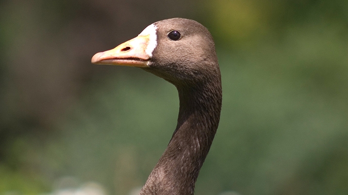 greenland_whitefronted_goose_717x403.jpg
