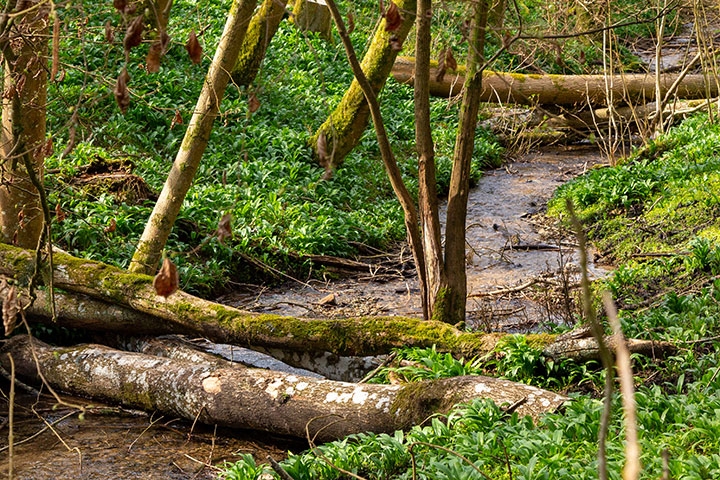 Natural Flood Management advice in Thames catchment