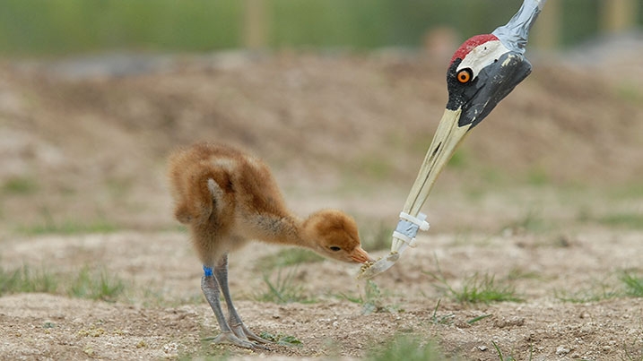 A crane chick being fed