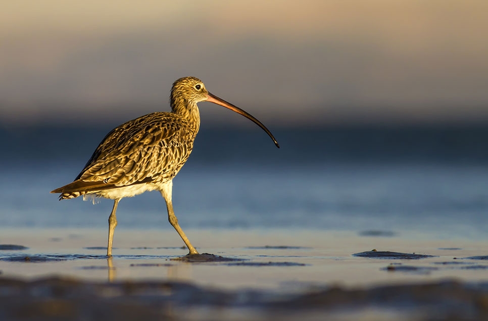A side profile of a curlew walking through mud