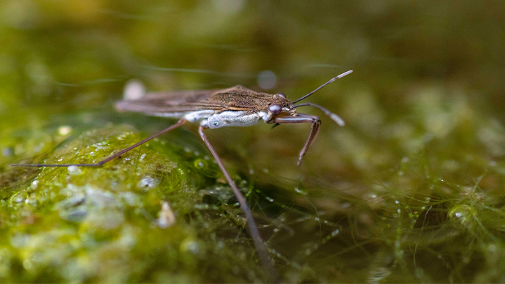 pond skater on water