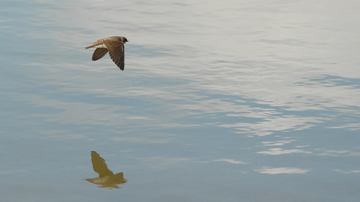 sand martin flying low over water