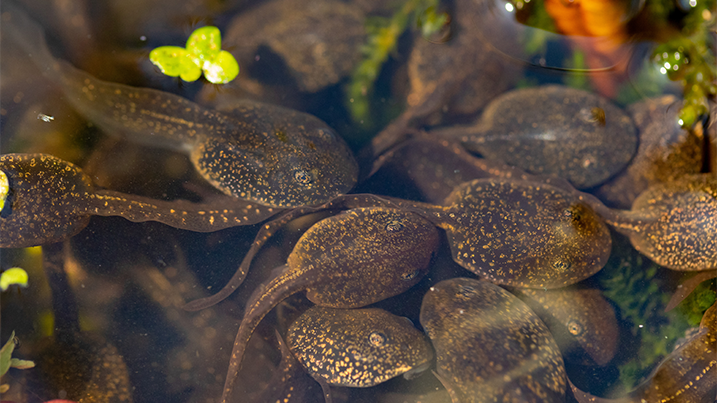 Close up view of some tadpoles