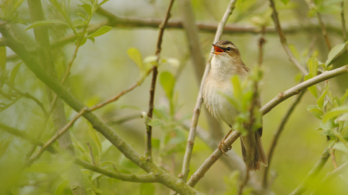 sedge warbler singing on a branch 
