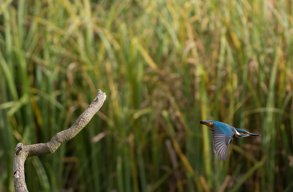 Spring photography tips: more light, more wildlife