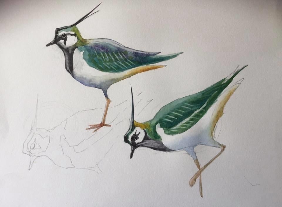 Sketching birds with Martin Gibbons