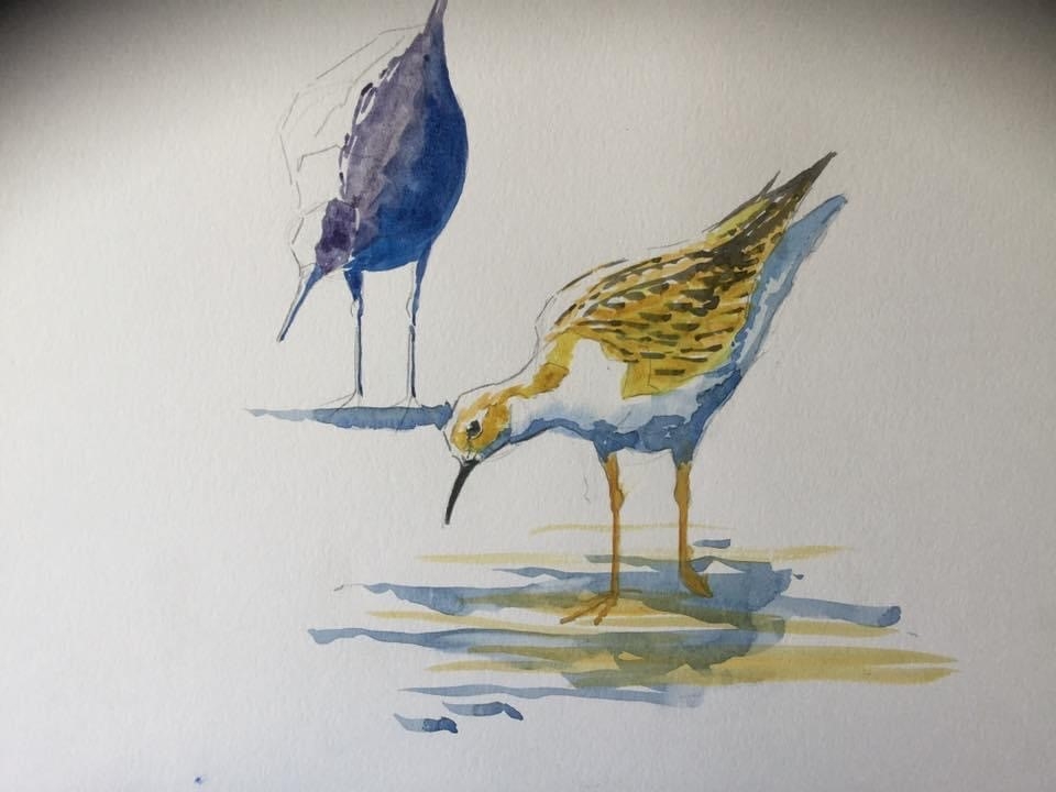 Sketching birds with Martin Gibbons