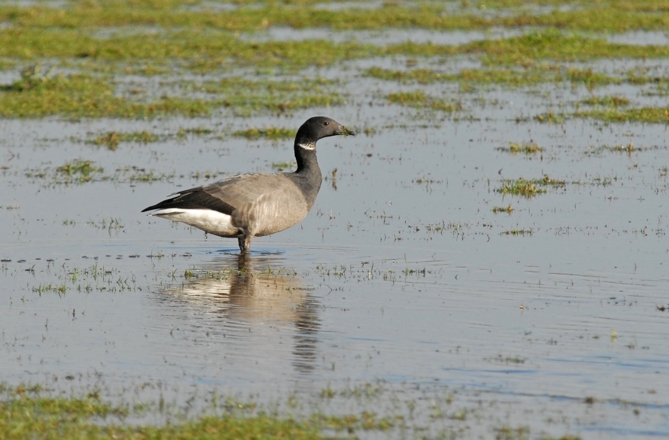 Brent amongst the Barnies