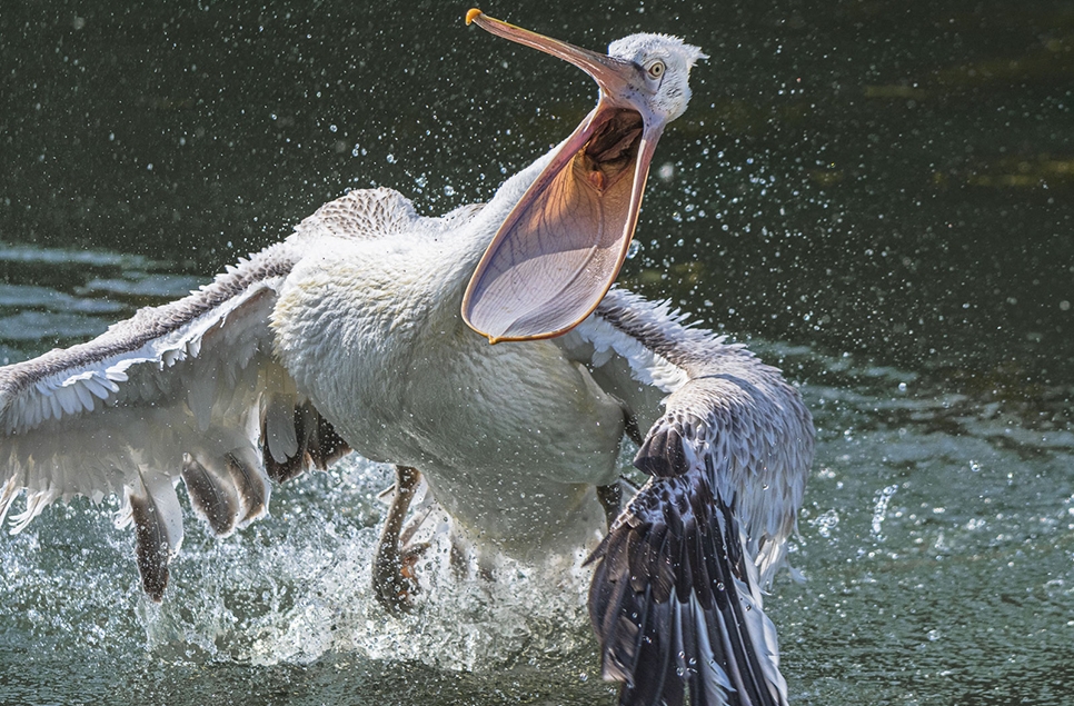 Pelican Keepers Talk