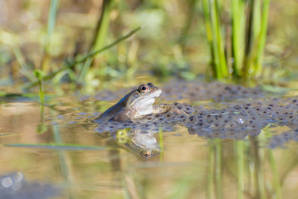 How to tell the difference between toad and frog spawn