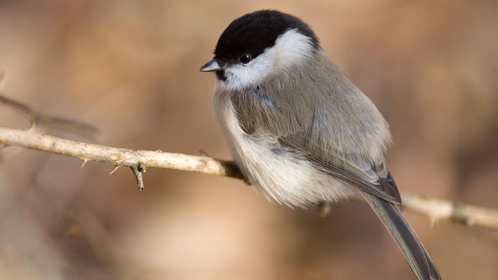 Fluffy willow tit perching on a branch