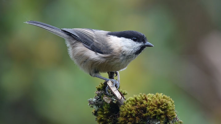 Willow tit perching on a mossy branch