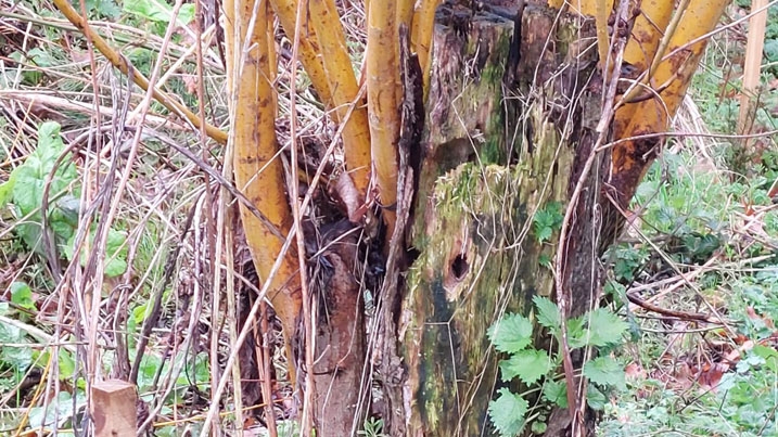 A natural willow tit nest site in a tree stump in wet woodland at WWT Washington