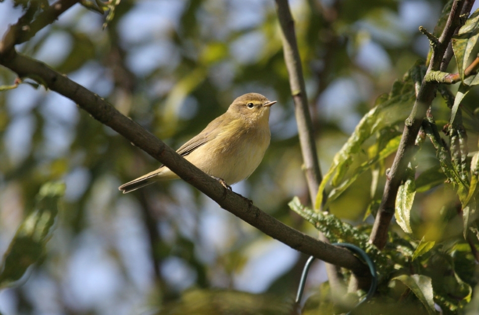 Chiffchaff sing their arrival