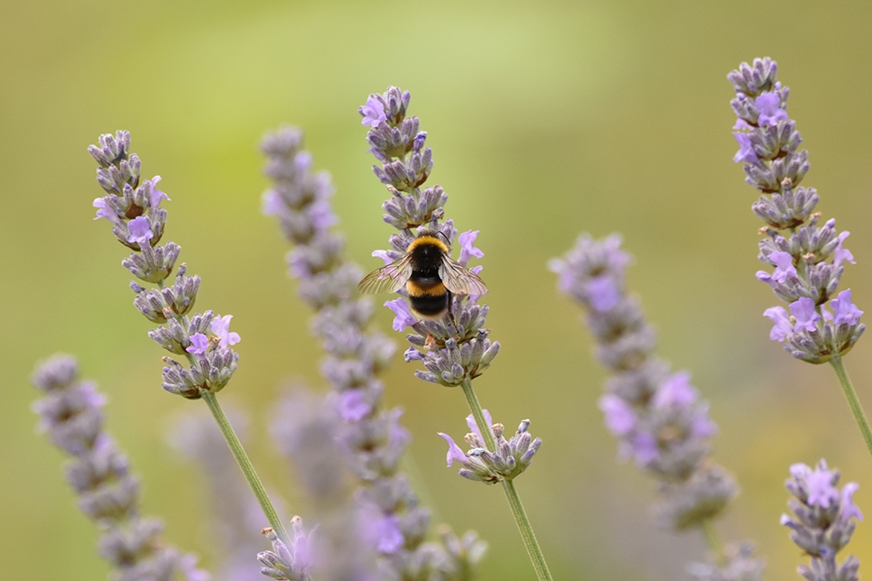Bee on lavendar - Ian H 966x644.jpg