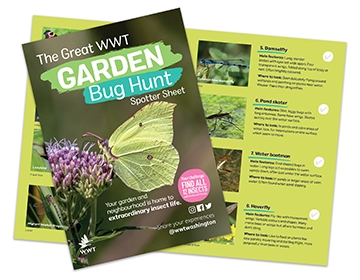 Garden bug hunt guide for web LR.jpg