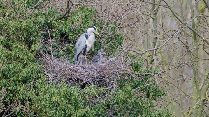 Heron nest for body.jpg