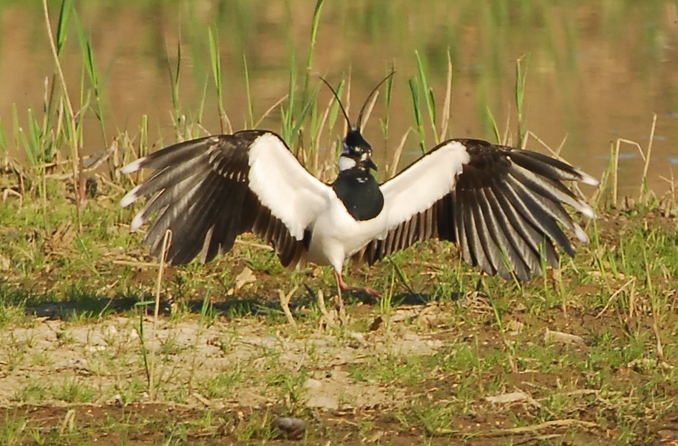 Lapwings and oystercatcher pairs