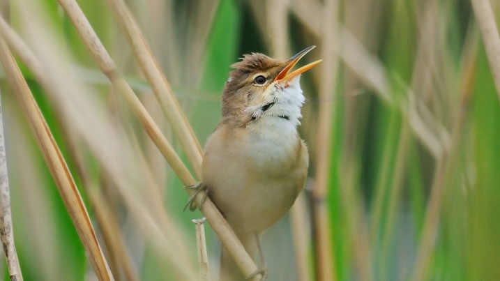 A reed warbler singing while perched in bright green reeds