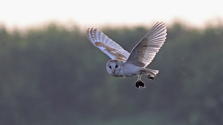 A barn owl in flight, carrying its prey