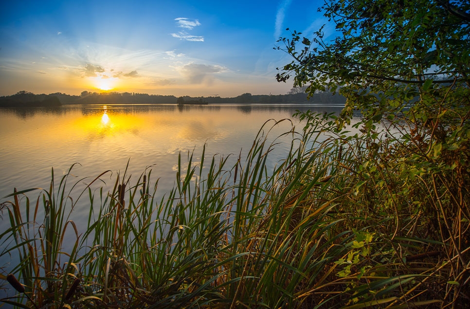 Five Wild Isles wetland superstars to spot at WWT sites